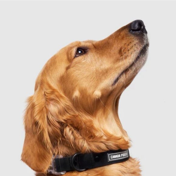 NWT LARGE Canada Pooch Waterproof & Odor Resistant Black Dog Collar & Leash Set - Picture 5 of 11